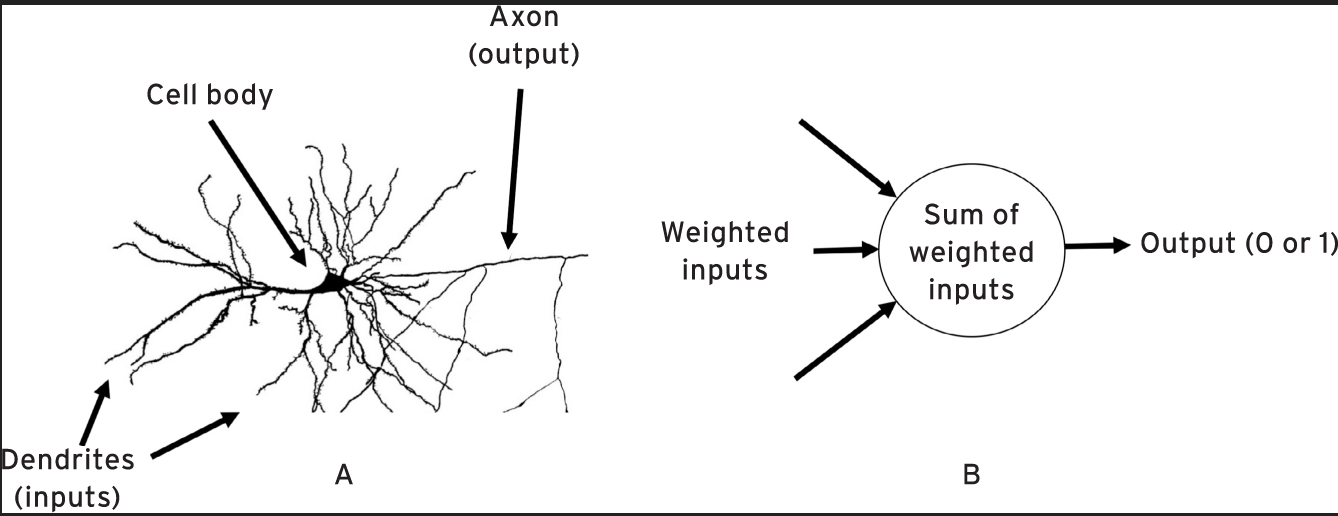 cheme of human neuron and percptron